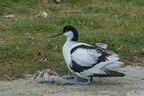 Image. Pied Avocet