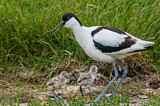 Image. Pied Avocet