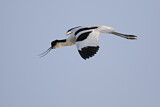 Image. Pied Avocet