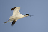 Image. Pied Avocet