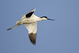 Image. Pied Avocet