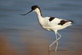 Image. Pied Avocet
