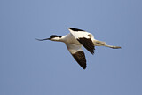Image. Pied Avocet