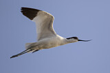 Image. Pied Avocet