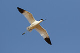 Image. Pied Avocet
