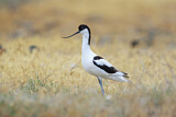 Image. Pied Avocet
