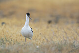 Image. Pied Avocet