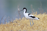 Image. Pied Avocet
