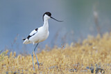 Image. Pied Avocet