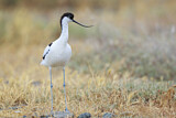 Image. Pied Avocet