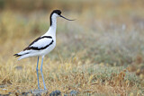 Image. Pied Avocet