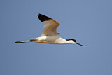 Image. Pied Avocet
