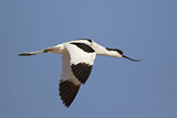 Image. Pied Avocet