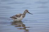 Image. Pied Avocet
