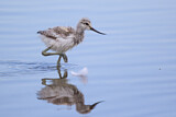 Image. Pied Avocet