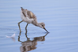 Image. Pied Avocet