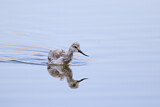 Image. Pied Avocet