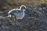 Image. Pied Avocet