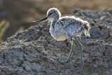 Image. Pied Avocet