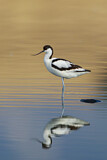 Image. Pied Avocet