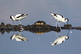 Image. Pied Avocet