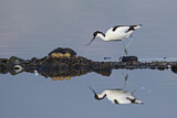 Image. Pied Avocet