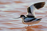Image. Pied Avocet
