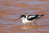 Image. Pied Avocet