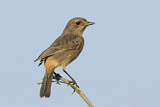 Image. Pied Bush Chat