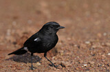 Image. Pied Bush Chat