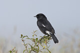 Image. Pied Bush Chat
