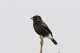 Image. Pied Bush Chat