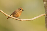 Image. Pied Bush Chat