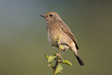 Image. Pied Bush Chat