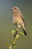 Image. Pied Bush Chat