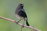 Image. Pied Bush Chat