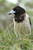 Image. Pied Butcherbird
