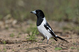Image. Pied Butcherbird