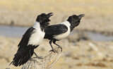 Image. Pied Crow