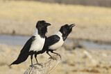 Image. Pied Crow