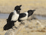Image. Pied Crow