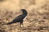 Image. Pied Crow