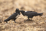 Image. Pied Crow