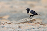 Image. Pied Crow