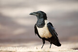 Image. Pied Crow