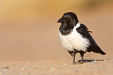 Image. Pied Crow