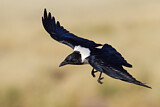 Image. Pied Crow