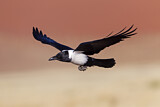 Image. Pied Crow