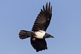 Image. Pied Crow