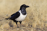 Image. Pied Crow
